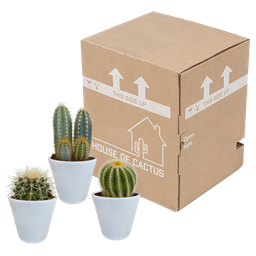 House of cactus Cactus mix 8.5 cm - 3x - in witte pot (8720618070142)