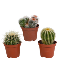 House of cactus Bolcactus mix 8,5 cm | 3 stuks - zonder pot (8720387961214)