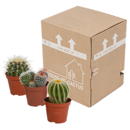 House of cactus Bolcactus mix 8,5 cm | 3 stuks - zonder pot (8720387961214)
