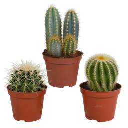 House of cactus Cactus mix 8.5 cm - 3x - zonder pot (8720387961177)