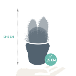 House of cactus Cactus mix 8.5 cm - 3x - zonder pot (8720387961177)
