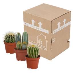 House of cactus Cactus mix 8.5 cm - 3x - zonder pot (8720387961177)