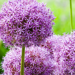 Kh bloembollen Globemaster - Allium bollen 5 stuks (08720256864585)