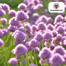 Kh bloembollen Allium carolinianum 15 stuks (51399)