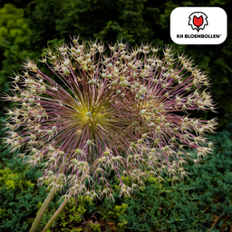 Kh bloembollen allium schubertii 5 stuks (51397)