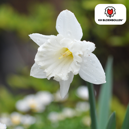 Kh bloembollen Snow Baby narcis 20 stuks (51391)