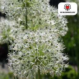 Kh bloembollen Allium White Giant 5 stuks (51395)
