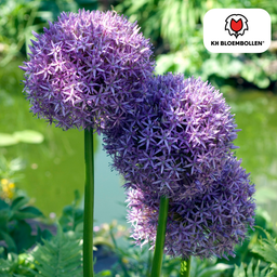 Kh bloembollen Allium Globemaster 5 stuks (51393)