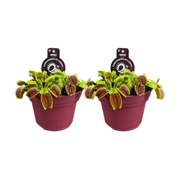 Dionaea Muscipula - 2 stuks (32901)