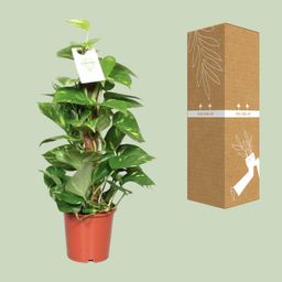 Epipremnum Pinnatum Mosstok 60cm Scindapsus (23179)