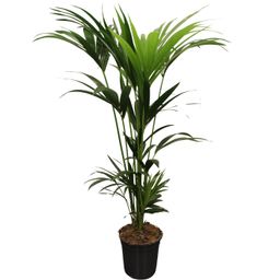 Howea Forsteriana (Kentia) 5 Pit 120-140cm (33133)
