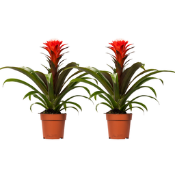 Guzmania Hope - 2 stuks (32899)