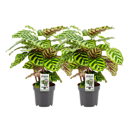 Calathea Makoyana - 2 stuks (32942)