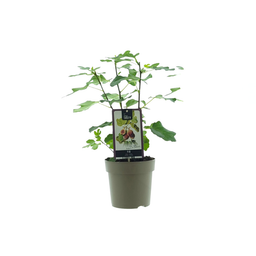 Ficus Precose De Dalmatie (33071)
