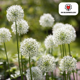 Kh bloembollen Allium Mix bollen 4 stuks (08720256864684)