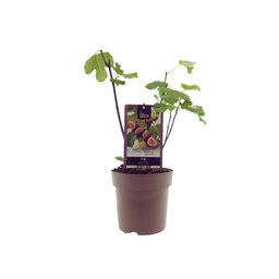 Ficus Bornholm (15017) (33067)