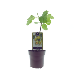Ficus Panachee (33073)
