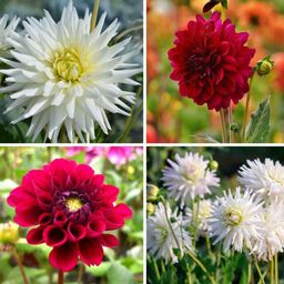 Flowerbulbs amsterdam Mix Romantic Beauties, 6 Dahlia Playa Blanca & 6 Dahlia Heatwave knollen voor 2 m² (8720938490774)