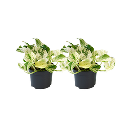 Epipremnum Happy Leaf - 2 stuks - Ø12cm - Ø12 (25569)