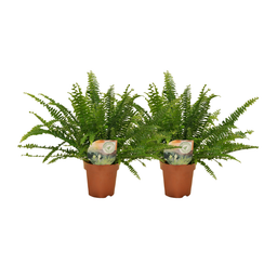 Nephrolepis krulvaren - 2 stuks - ø12 (25578)