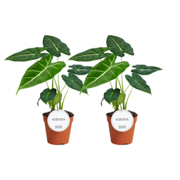 Alocasia Frydek - 2 stuks (32906)