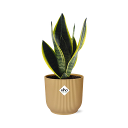 Sansevieria Futura Superba in ELHO Vibes Fold 14cm geel (21792)