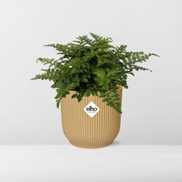 Asplenium Parvati in ELHO Vibes Fold 14cm geel (21791)