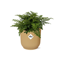 Asplenium Parvati in ELHO Vibes Fold 14cm geel (21791)