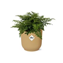Asplenium Parvati in ELHO Vibes Fold 14cm geel (21791)