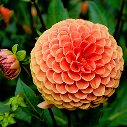 Flowerbulbs amsterdam Dutch Dahlia Box L, set van 6 dahlia's + Mango Kokos Thee, geschenk (8720938490842)