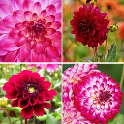 Flowerbulbs amsterdam Mix Outdoor Happiness, 6 Dahlia Little Robert & 6 Dahlia Heatwave knollen voor 2 m² (8720938490798)