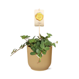 Peperomia ‘Hope’ in ELHO Vibes Fold 14cm geel (21784)