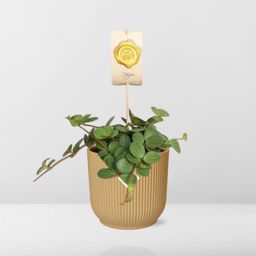 Peperomia ‘Hope’ in ELHO Vibes Fold 14cm geel (21784)