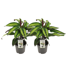 Calathea Majestica Princeps - 2 stuks (32925)