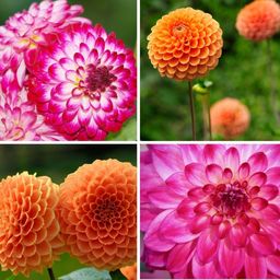 Flowerbulbs amsterdam Mix Pompon Splash, 12 Dahlia Little Robert & 12 Dahlia Ralphie knollen voor 4 m² (8720938490767)