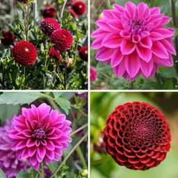 Flowerbulbs amsterdam Mix Gerard's Darlings, 12 Dahlia Natal & 12 Dahlia Blue Bell knollen voor 4 m² (8720938490828)