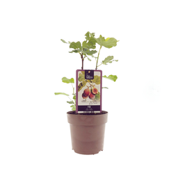 Ficus Brown Turkey (33069)