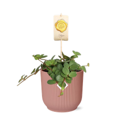 Peperomia ‘Hope’ in ELHO Vibes Fold 14cm roze (21794)