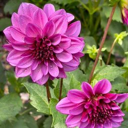Flowerbulbs amsterdam Mix Gerard's Darlings, 6 Dahlia Natal & 6 Dahlia Blue Bell knollen voor 2 m² (8720938490811)