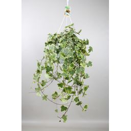 Hedera Helix Gold Child - Hang/XXL - Ø24cm - ↕cm (33024)