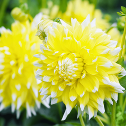 Flowerbulbs amsterdam Luxe Box Large, set van 6 Dutch dahlia's (8720938490385)