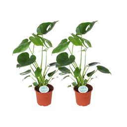 Monstera Deliciosa - 2 stuks (32923)