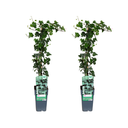 Hedera helix - 2 stuks (32916)