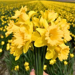 Flowerbulbs amsterdam Super Holland Mix - Duurzame voordeelzak, 100 bloembollen voor 2,5 m2 bloemenpracht - Maat 12+ (8720938490903)