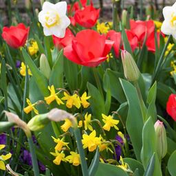 Flowerbulbs amsterdam Super Lasting Wild Mix - Duurzame voordeelzak, 100 bloembollen voor 2,5 m2 bloemenpracht (8720938490927)