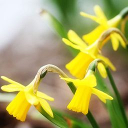 Flowerbulbs amsterdam Medium Lasting Wild Mix - Duurzame voordeelzak, 50 bloembollen voor 1 m2 bloemenpracht (8720938490910)