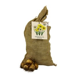 Flowerbulbs amsterdam Super Narcissus Mix - Duurzame voordeelzak, 100 bloembollen voor 2,5 m2 bloemenpracht - Maat 12/14 (8720938490880)