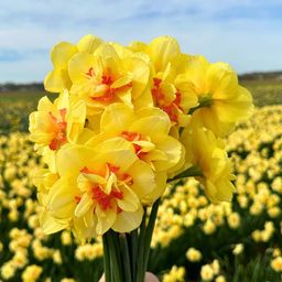 Flowerbulbs amsterdam Super Narcissus Mix - Duurzame voordeelzak, 100 bloembollen voor 2,5 m2 bloemenpracht - Maat 12/14 (8720938490880)