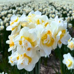 Flowerbulbs amsterdam Super Narcissus Mix - Duurzame voordeelzak, 100 bloembollen voor 2,5 m2 bloemenpracht - Maat 12/14 (8720938490880)
