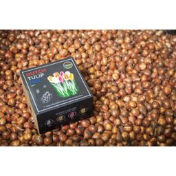 Flowerbulbs amsterdam Dutch Tulip Mix - Luxe box medium, 40 bloembollen voor 1 m2 bloemenpracht - Maat 12+ (8720938490163)